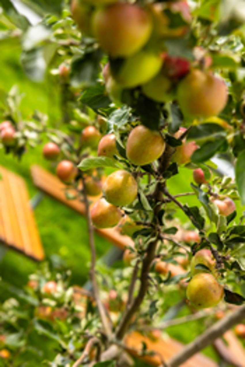 Fellesarealene er meget pent opparbeidet med plen, prydbusker, sittegrupper, trær og gangstier. Galleribilde