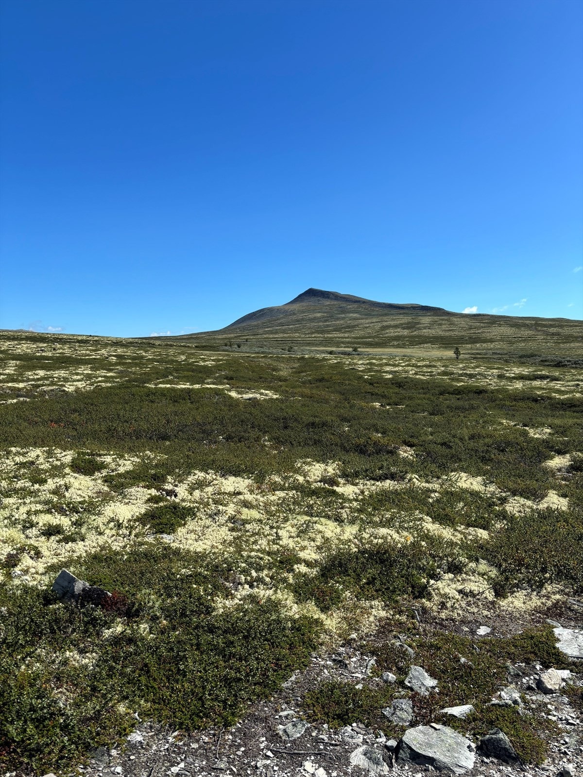 Selgers private bilder: Galleribilde