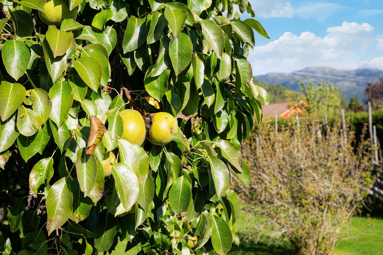 Deilig frukt i egen hage! Galleribilde