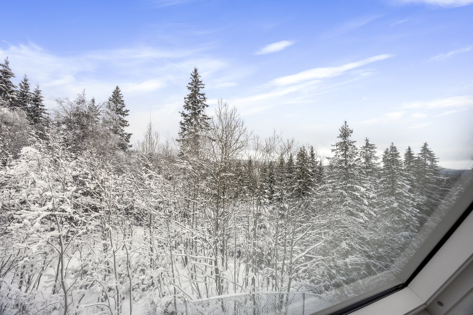 Utsikt rett mot skogen. Galleribilde