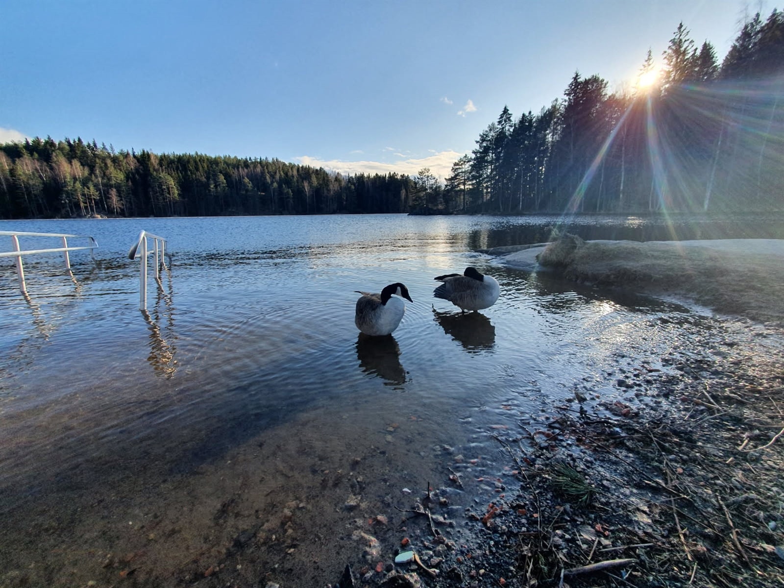 Fugleliv på Nøklevann! Galleribilde