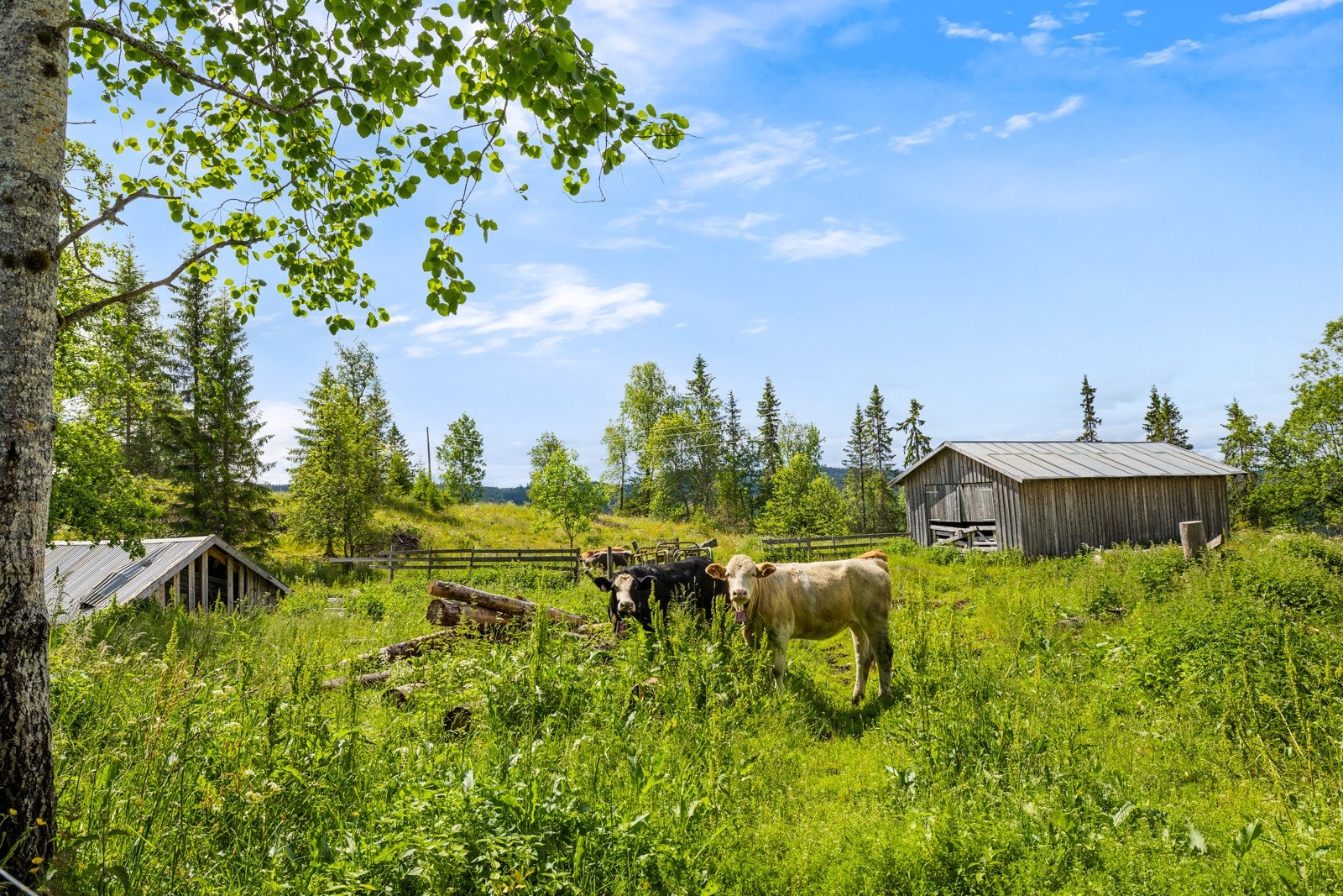 _20A6383 Galleribilde