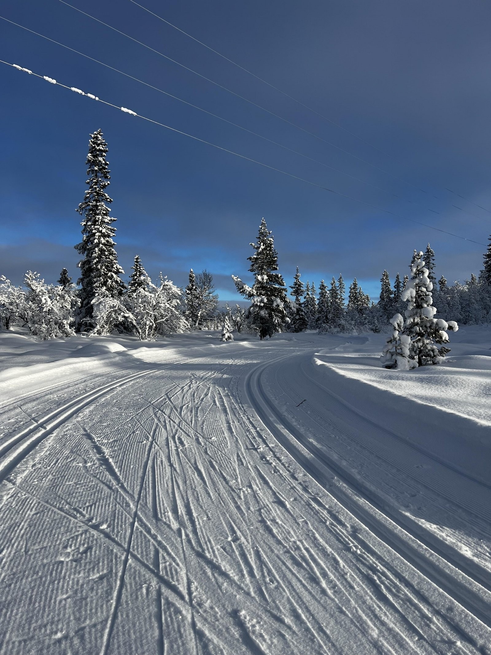 Selgers eget bilde Galleribilde