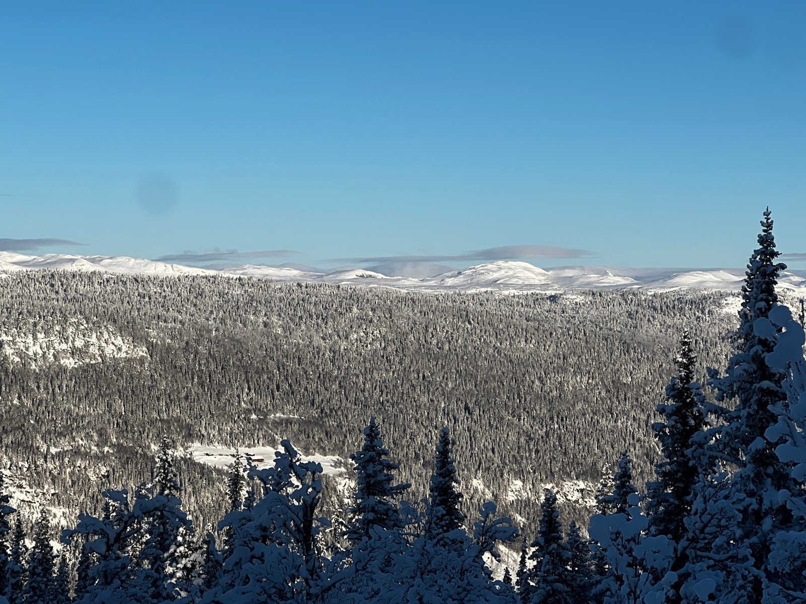 Selgers eget bilde Galleribilde