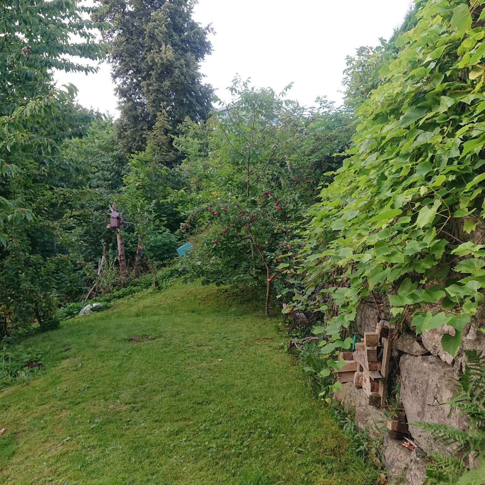 Herlig frukthage bak huset (selgers egne bilder) Galleribilde