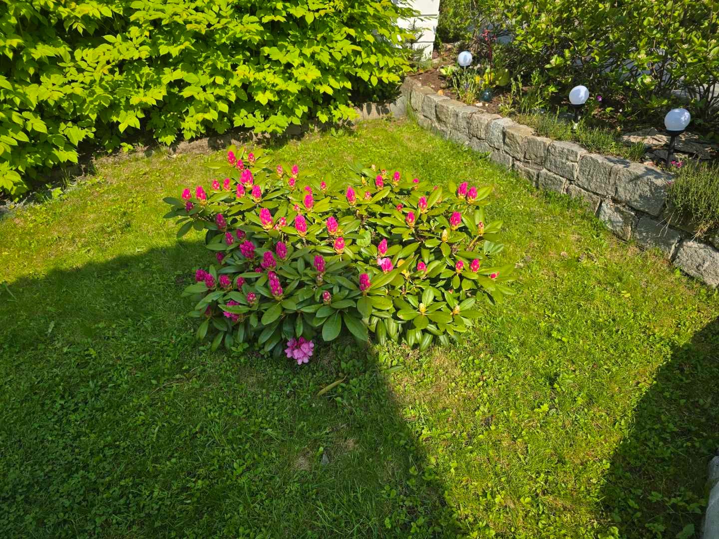 Bilde tatt av eier på sommerstid Galleribilde