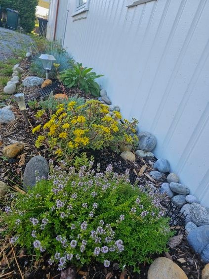 Sommer i Ryllikveien 4D Galleribilde