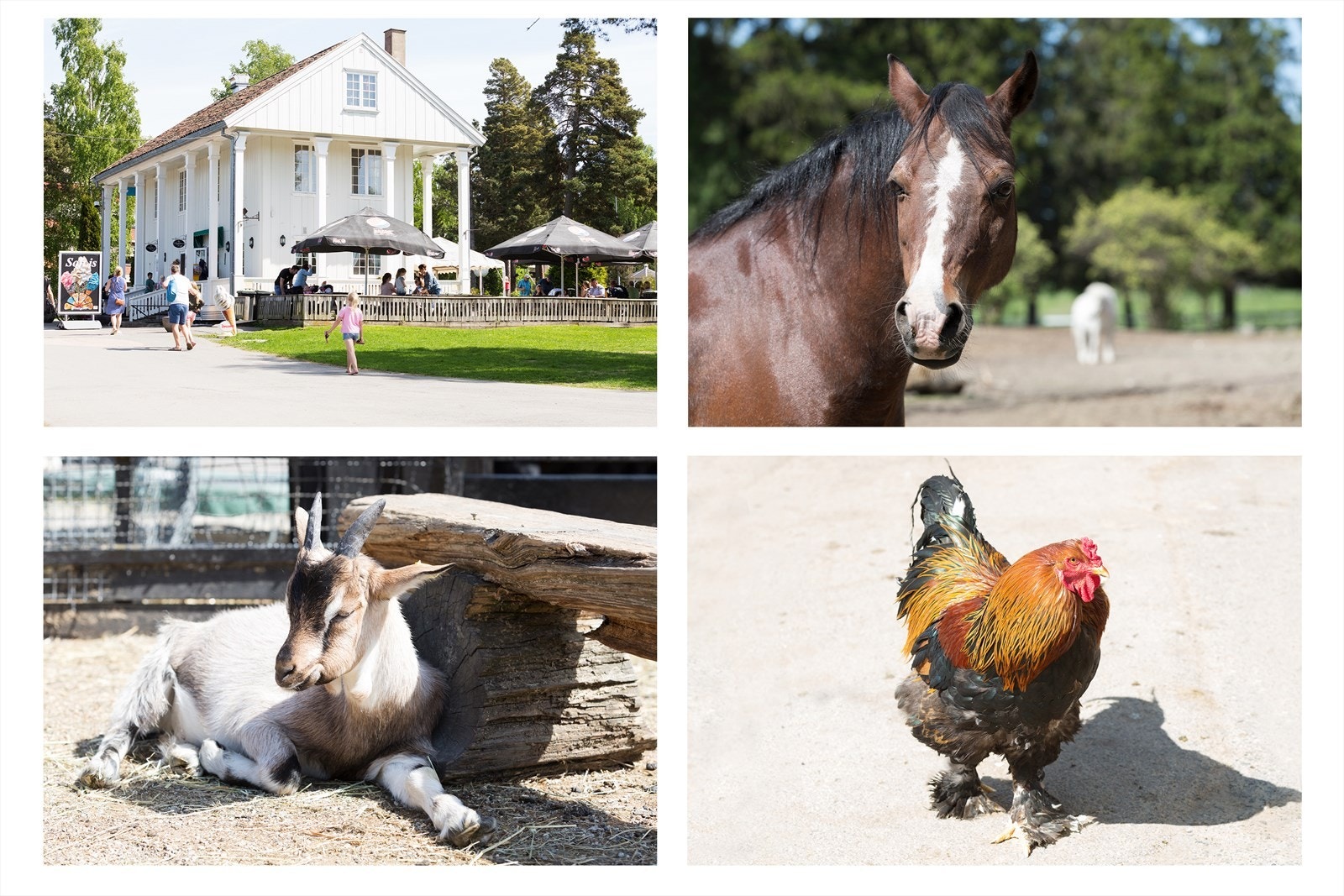 Ekeberg Husdyrpark er et hyggelig tilbud for barnefamilier i nærområdet. Galleribilde