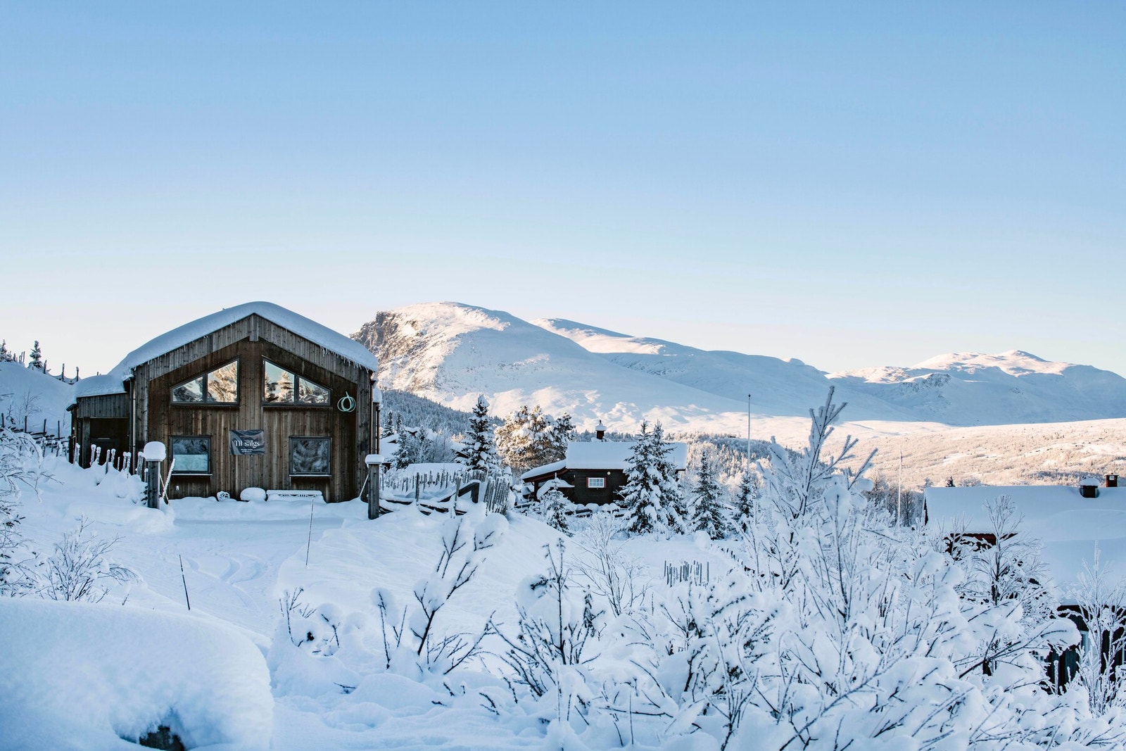 Skogshorn badet i sol Galleribilde