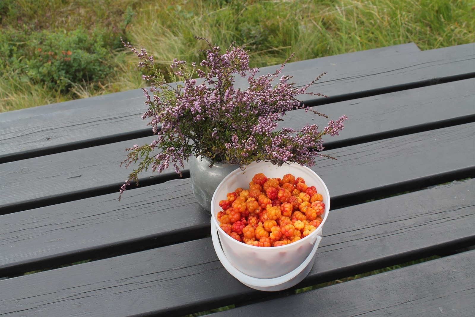 Det er gode muligheter for bærplukking i området. Galleribilde