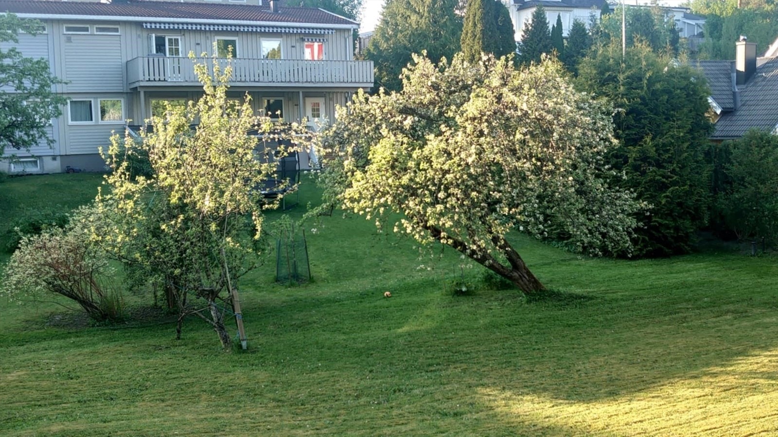 Egen epleproduksjon. Galleribilde