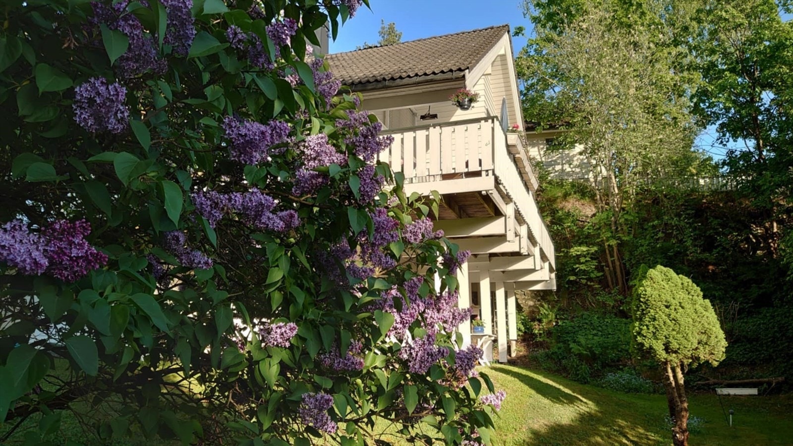 Syriner i full blomst og hagen full av deilig duft. Galleribilde