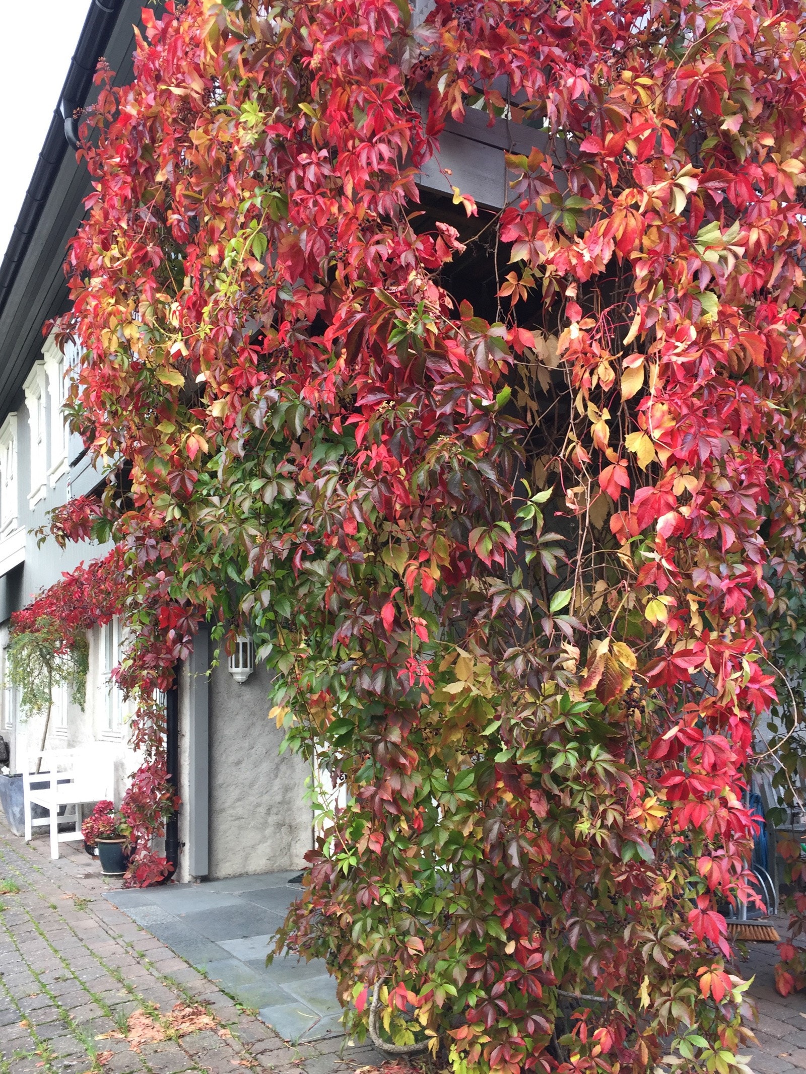 Selgers private bilde Galleribilde