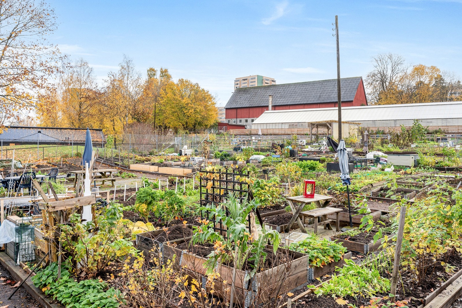 Frodige parsellhager der beboerne dyrker blomster, grønnsaker og bær gjennom sommerhalvåret. Galleribilde