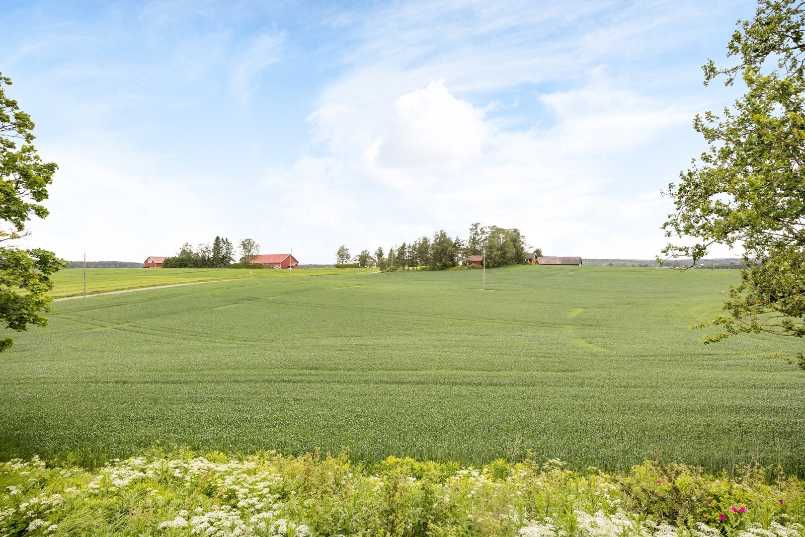 Sommerstemning fra nærområdet. Galleribilde