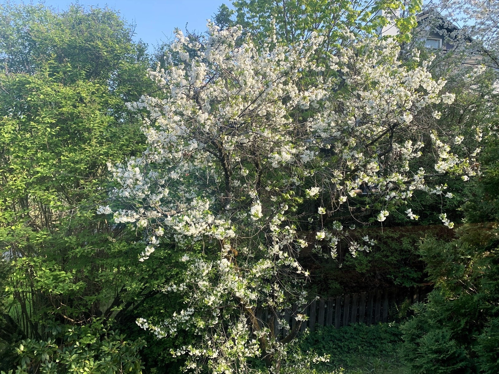 Hagen er full av flott beplantning. Galleribilde