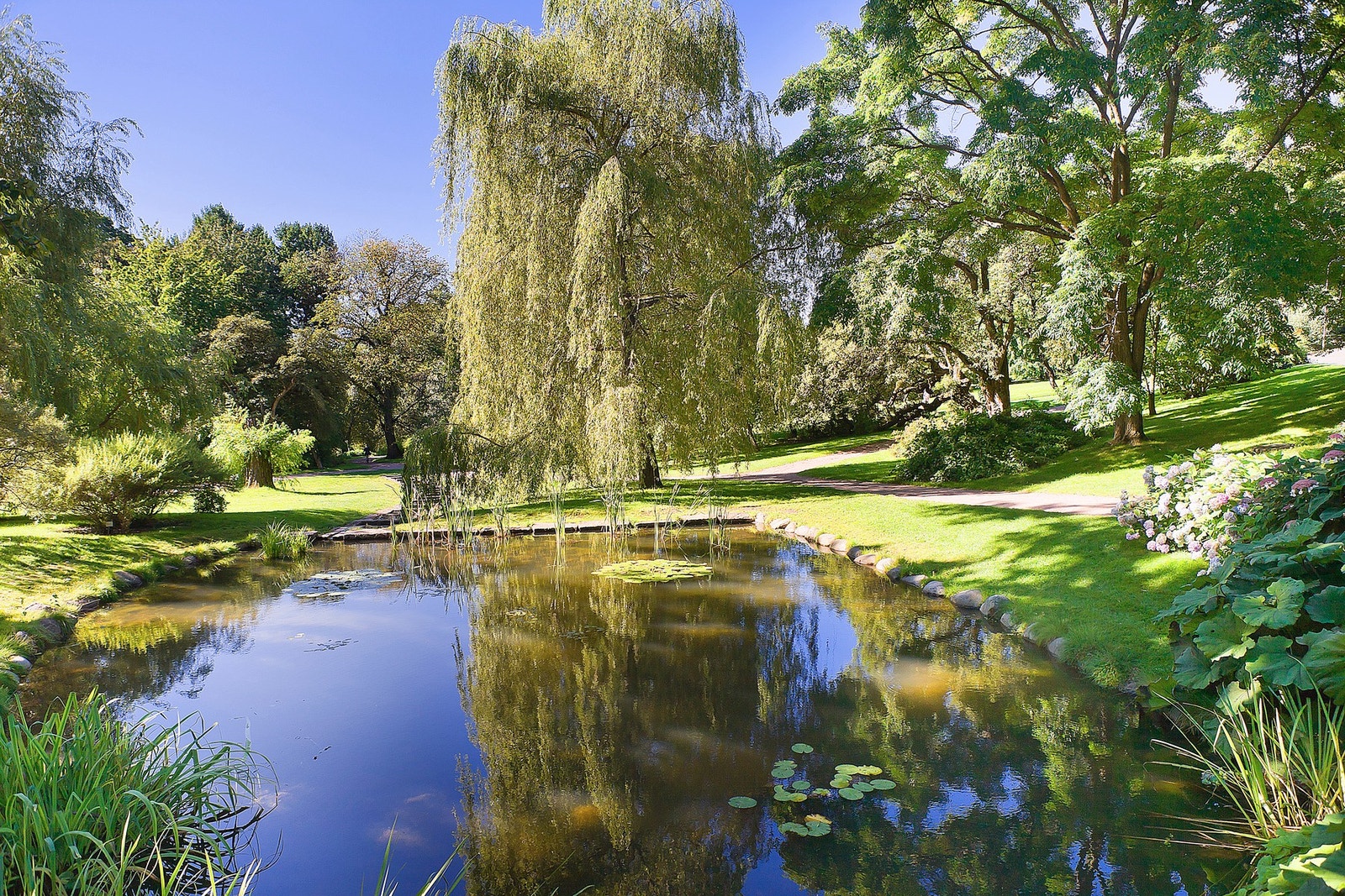 En rolig tur i Botanisk hage kun minutter unna leiligheten. Galleribilde