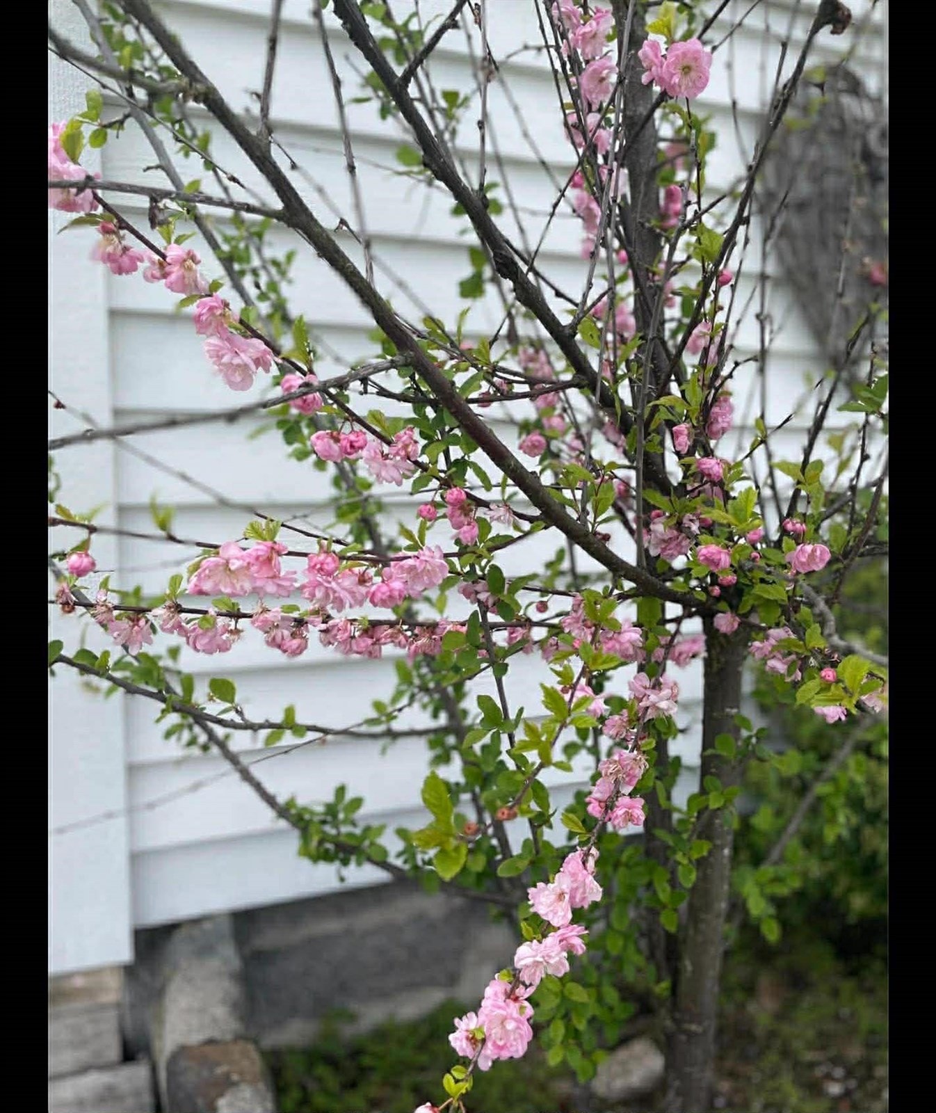 Bilde tatt av selger Galleribilde