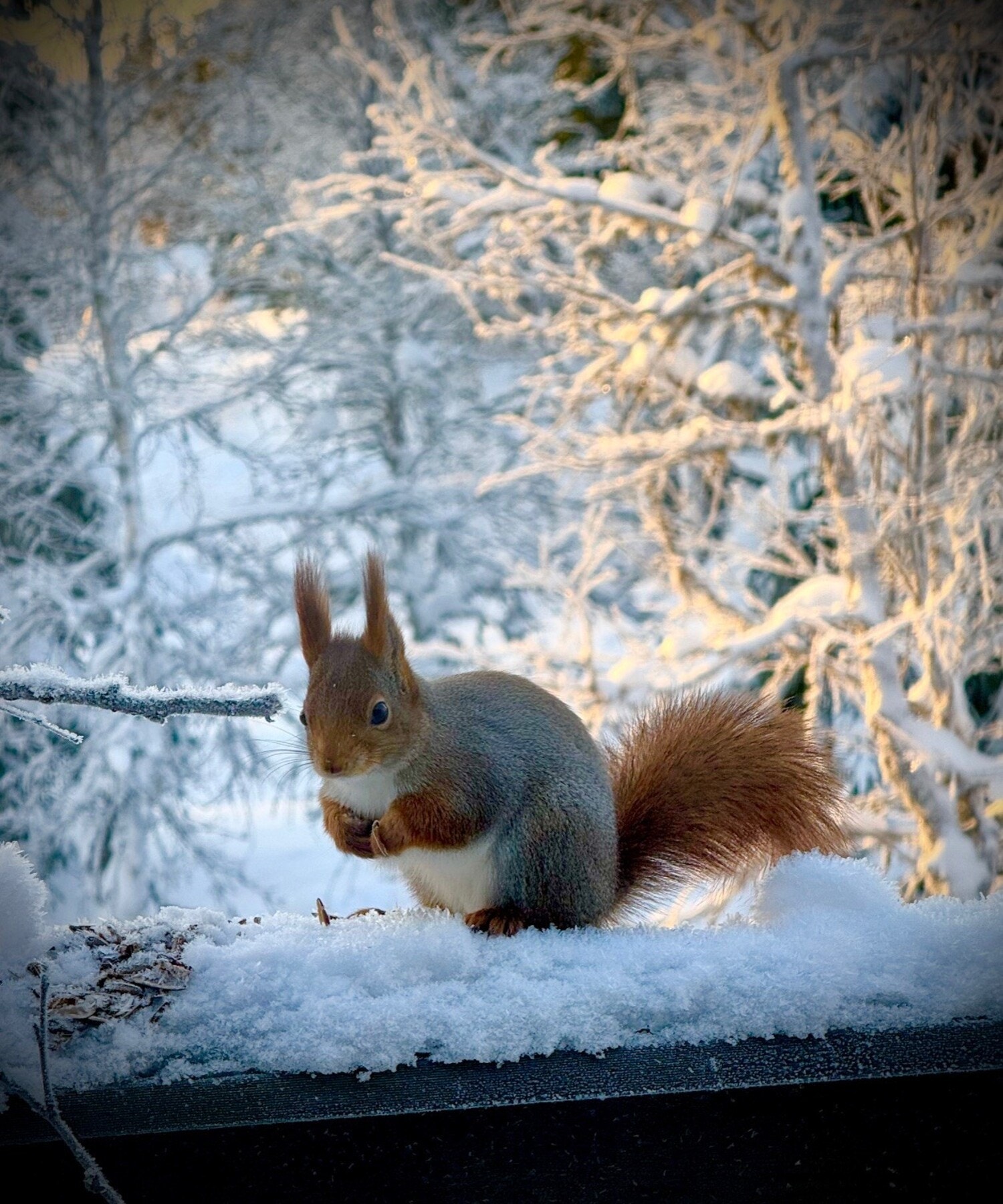 Hytta ligger i et område med rikholdig dyreliv - her med besøk av ekorn på terrassen. Privat bilde. Galleribilde