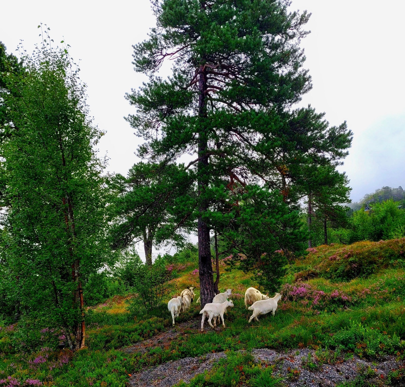 Man kan forvente besøk på sommerstid av både sauer og andre dyr. Galleribilde
