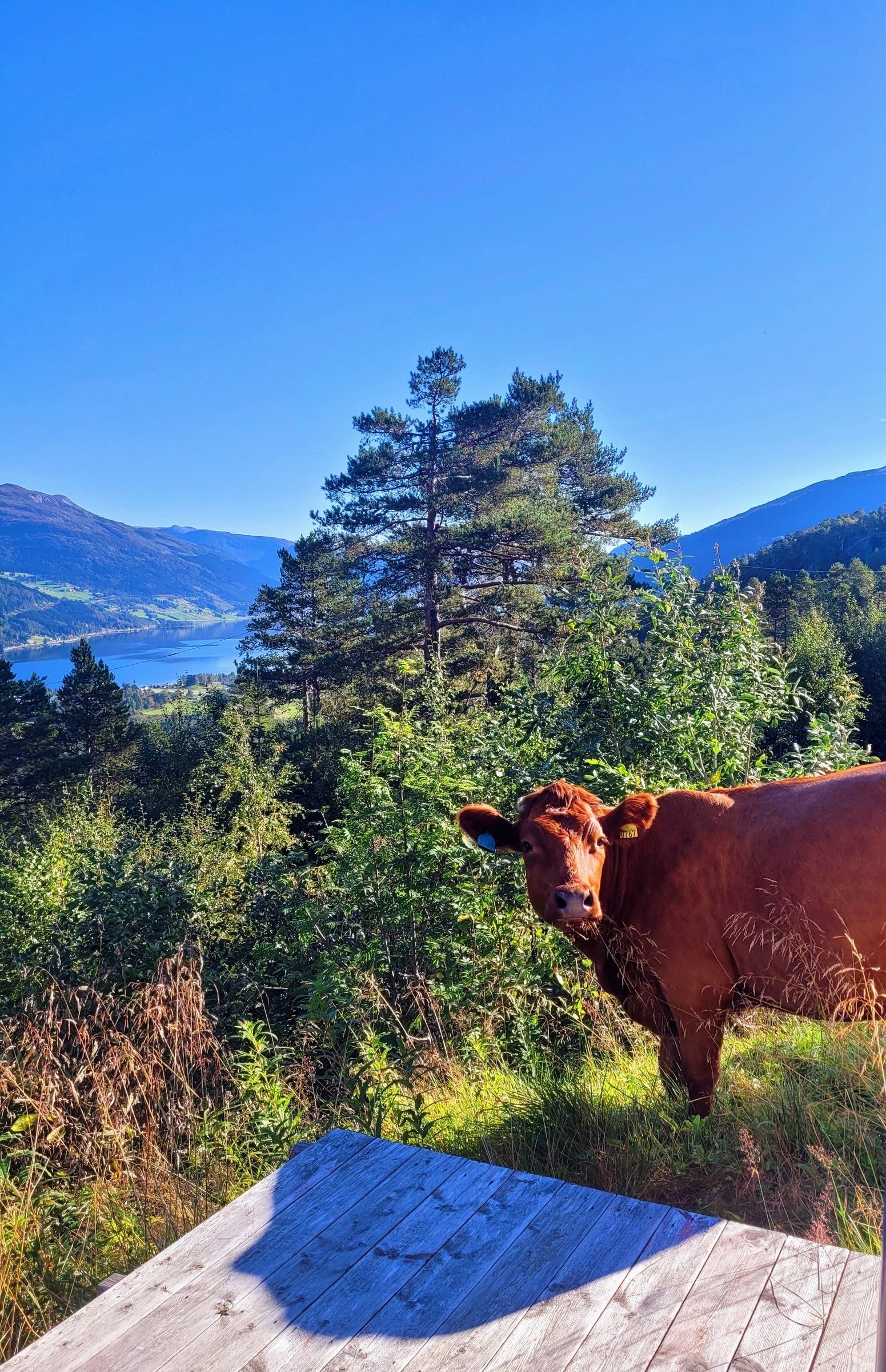 På sommeren kan man regne med besøk av både kyr og andre dyr. Galleribilde