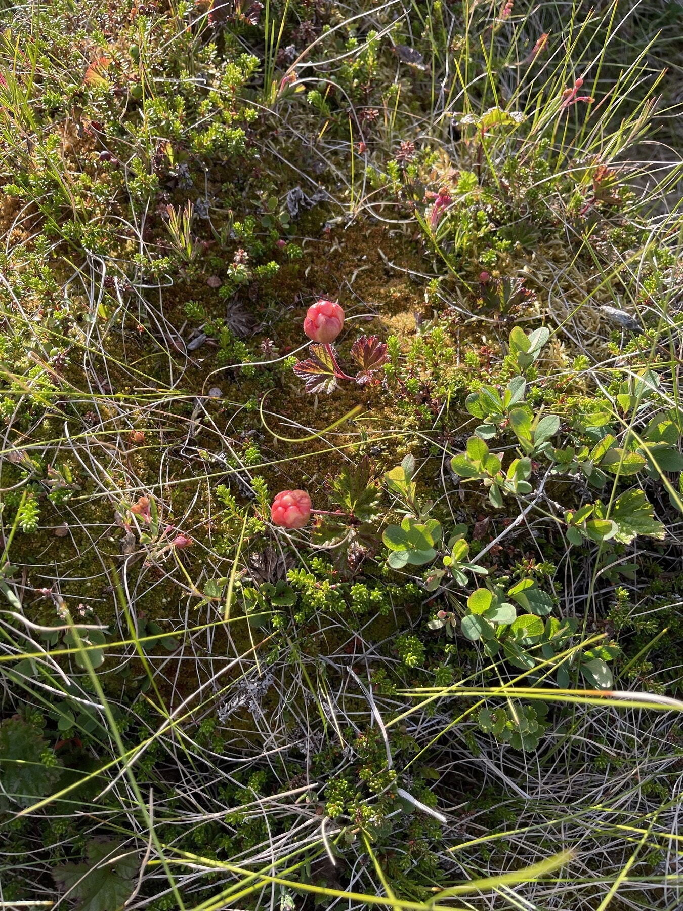 Selgers bilde Galleribilde