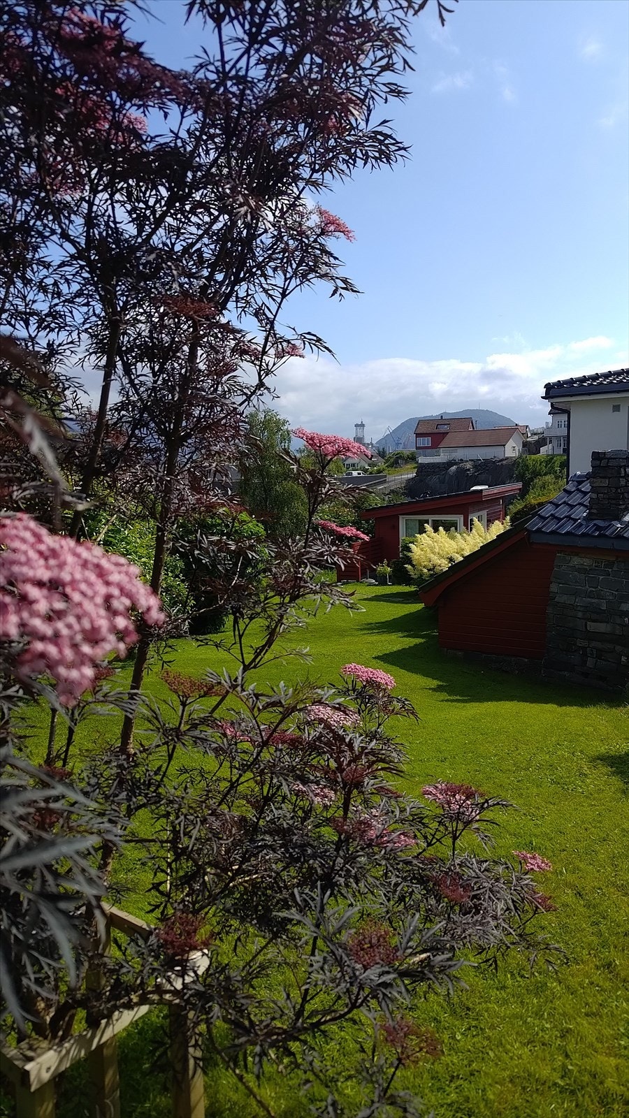 Flott blomstring i hagen Galleribilde