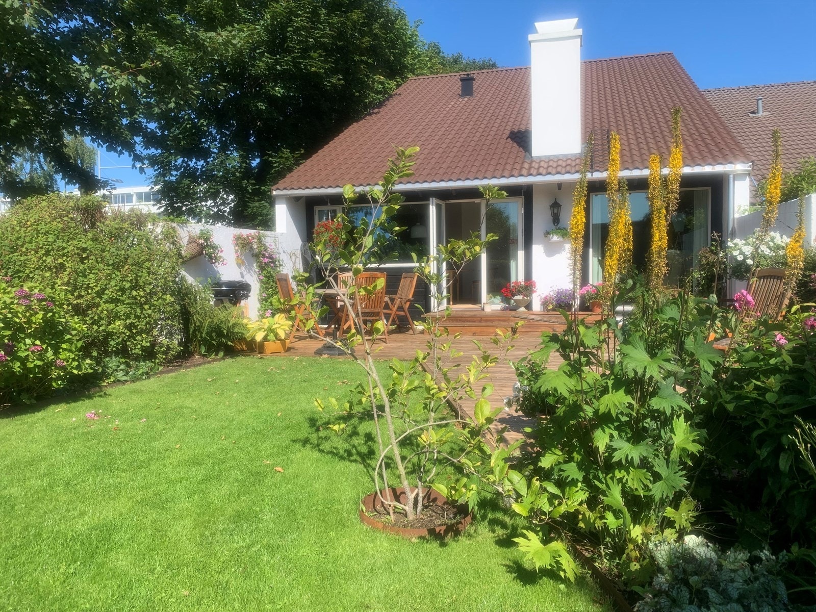 Frodig og beplantet hage med plen og terrasse Galleribilde