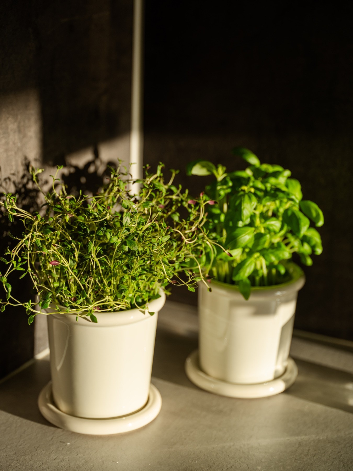 Da bytter vi ut nærbilder av blomster med noen lekre urteplanter! Galleribilde