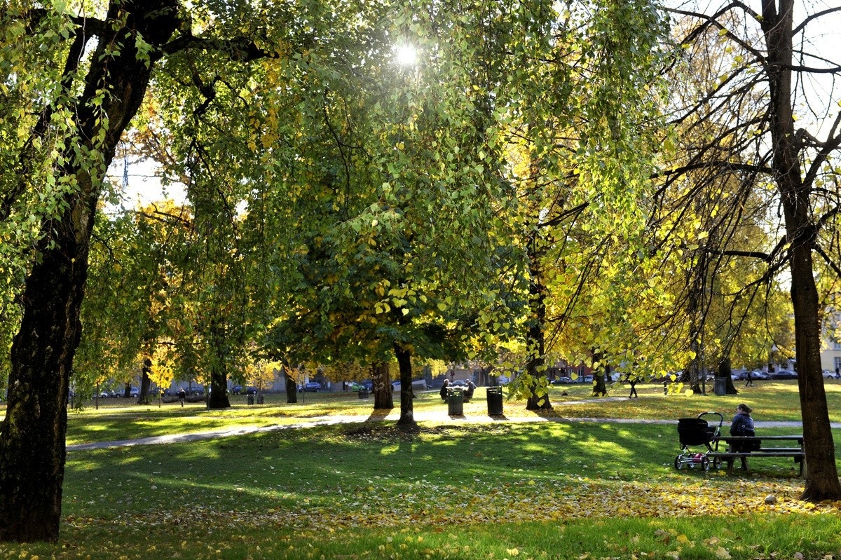 Sofienbergparken Galleribilde