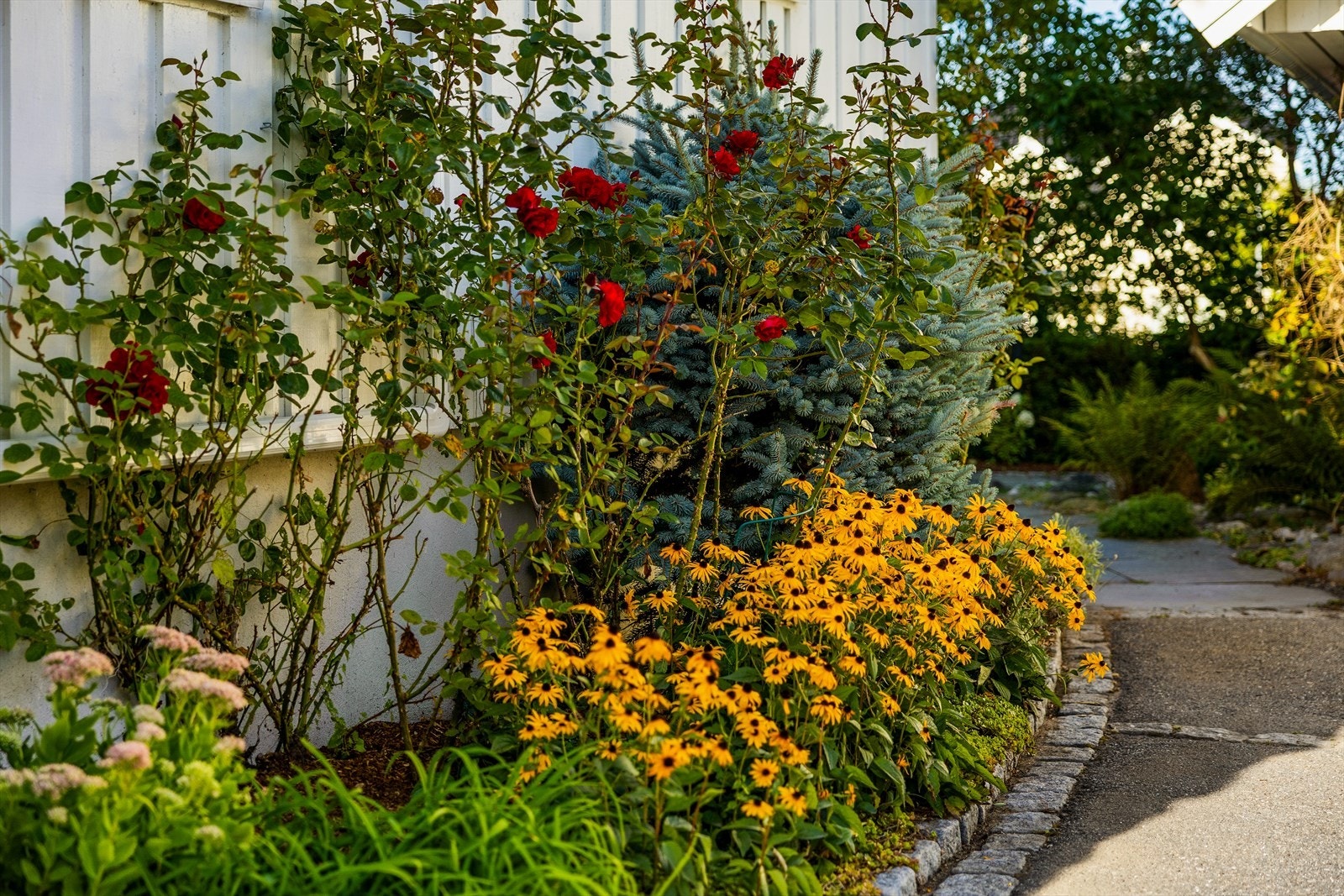 Velstelt og pent bedd med roser, stauder og nåltrær Galleribilde