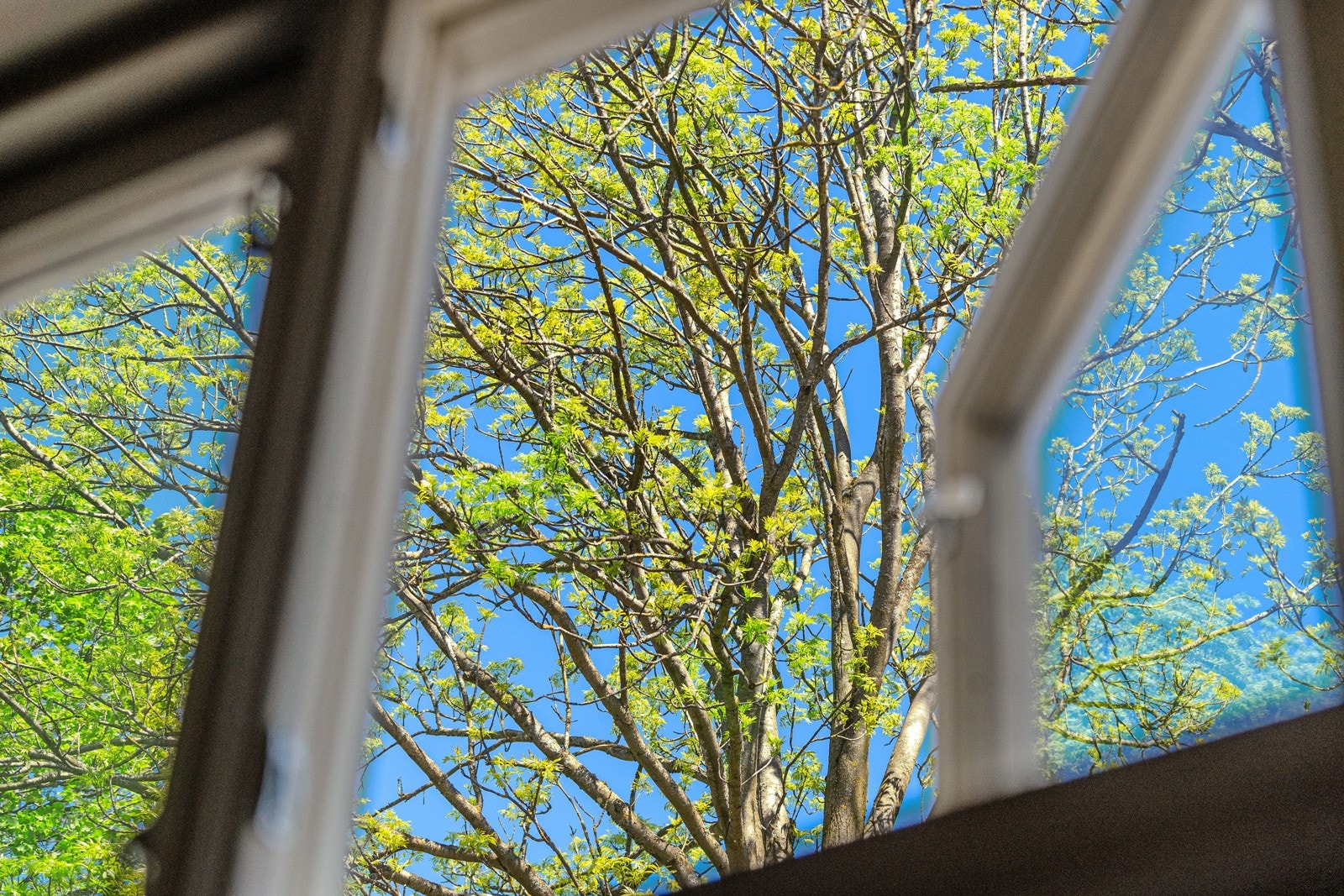 36detalj Galleribilde