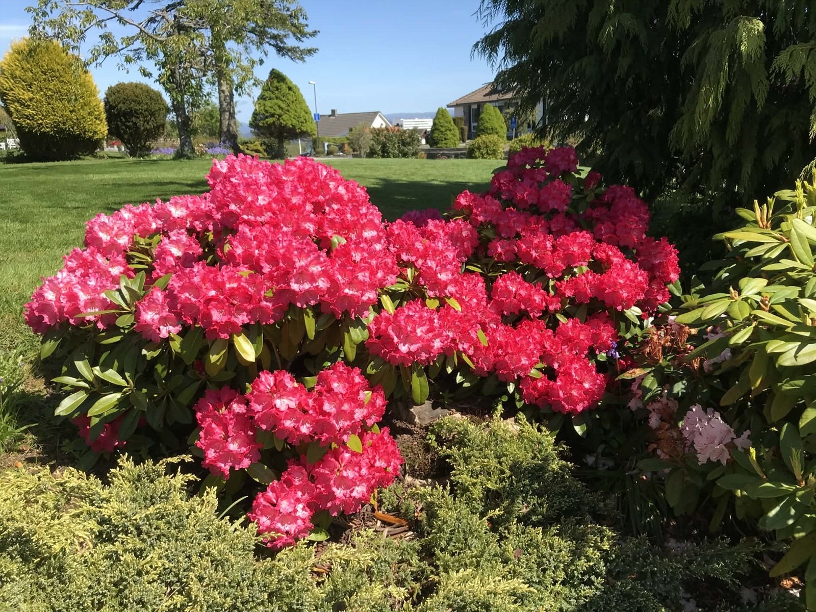 Pent opparbeidet og frodig hage Galleribilde