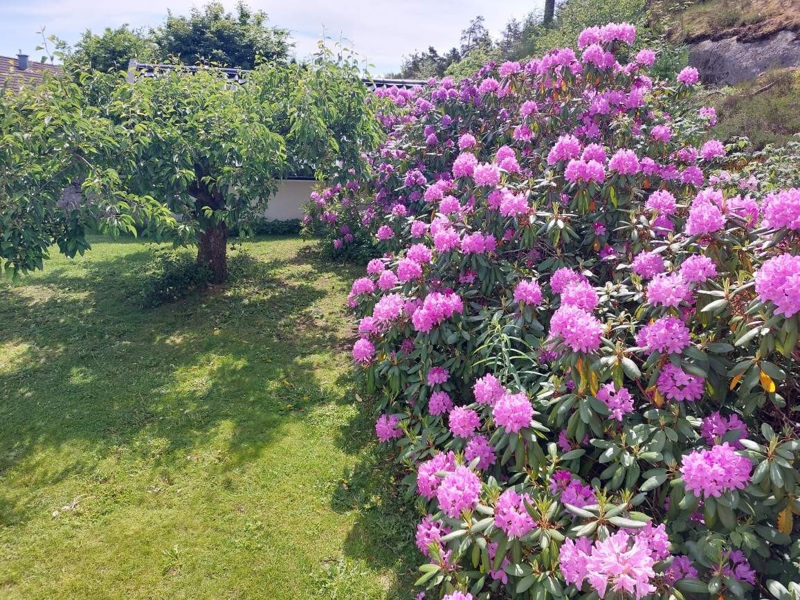 Selgers bilder av den frodige og flott beplantede hagen. Galleribilde