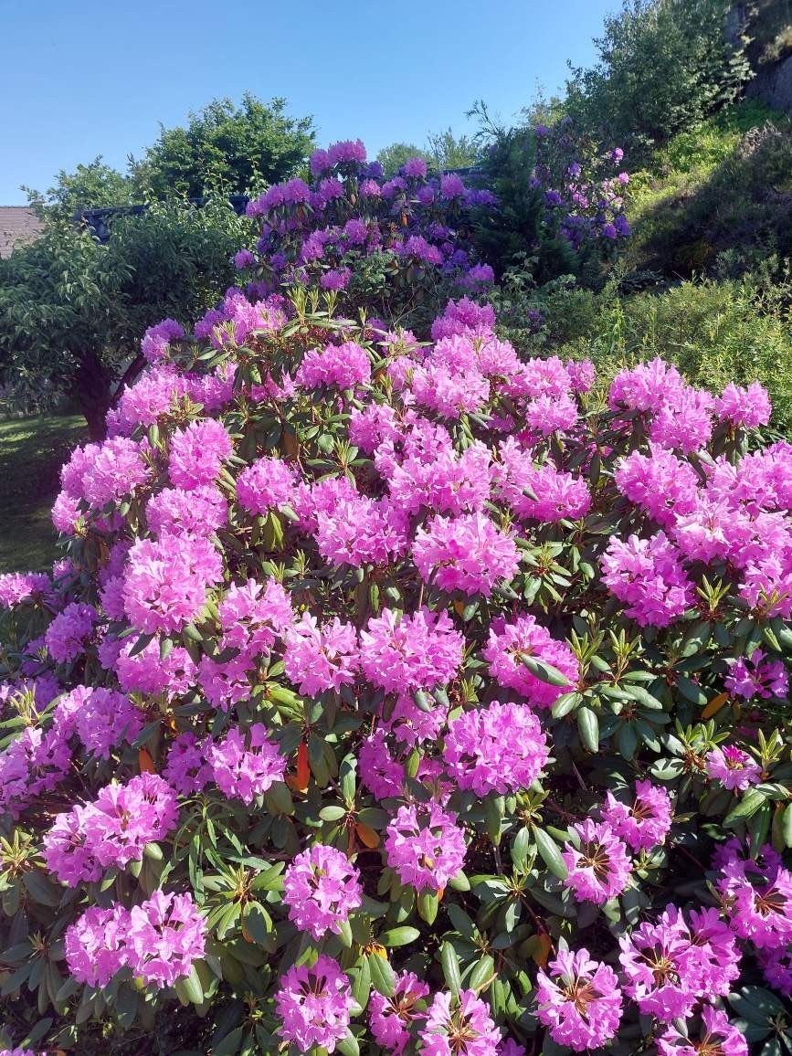 Selgers bilder av den frodige og flott beplantede hagen. Galleribilde