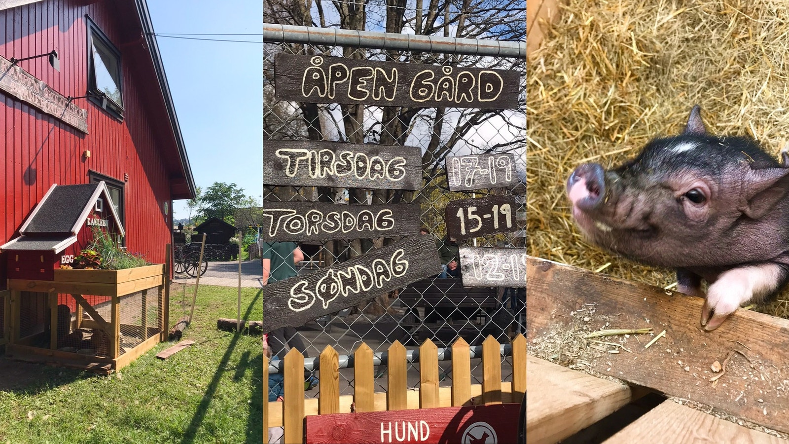 Kampen økologiske barnebondegård. Galleribilde