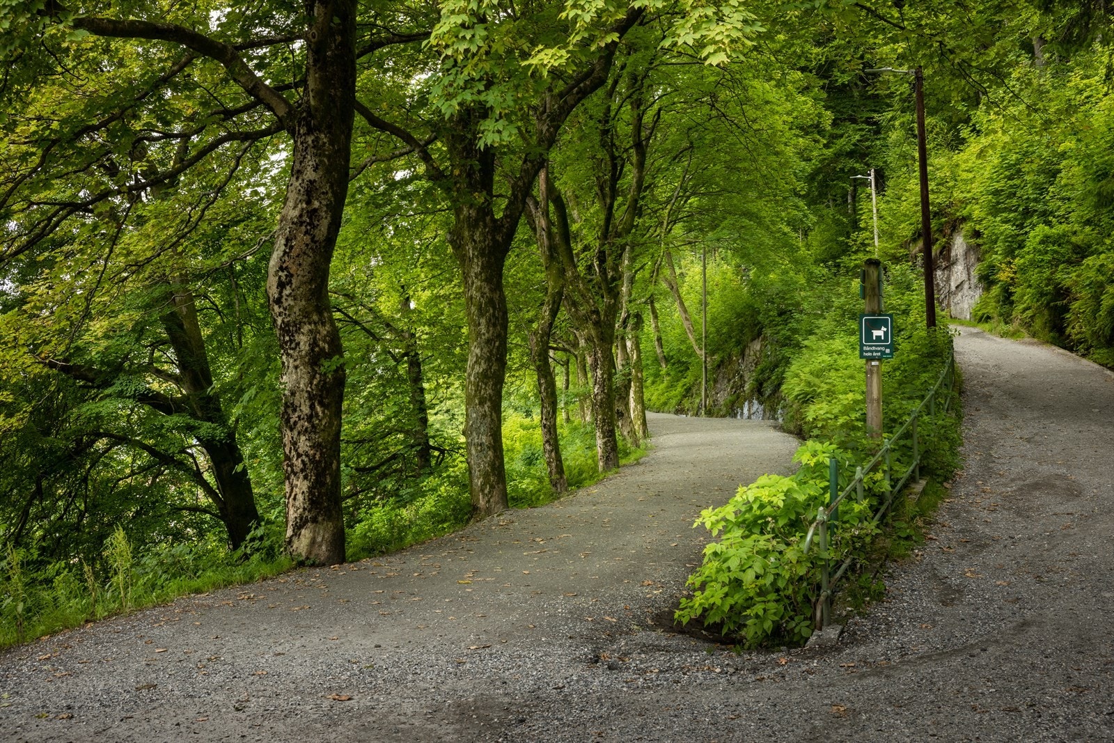 Det er kort gangavstand til populære Fjellveien og mange fine turstier. Galleribilde