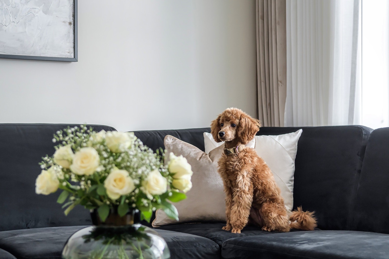 Det er tillatt med dyrehold i borettslaget. Galleribilde