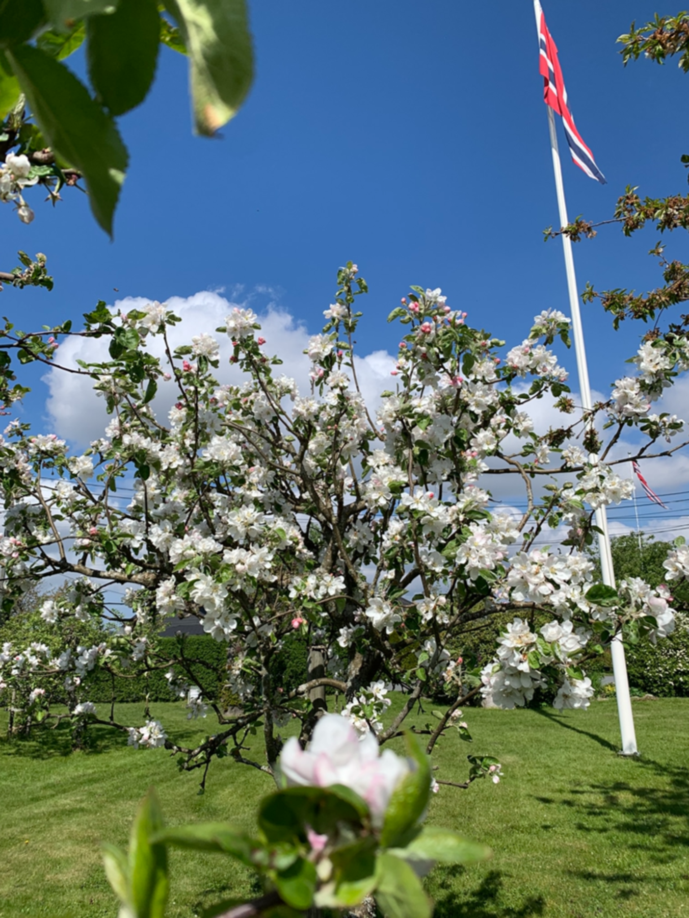 Sommerbilde fra selger Galleribilde