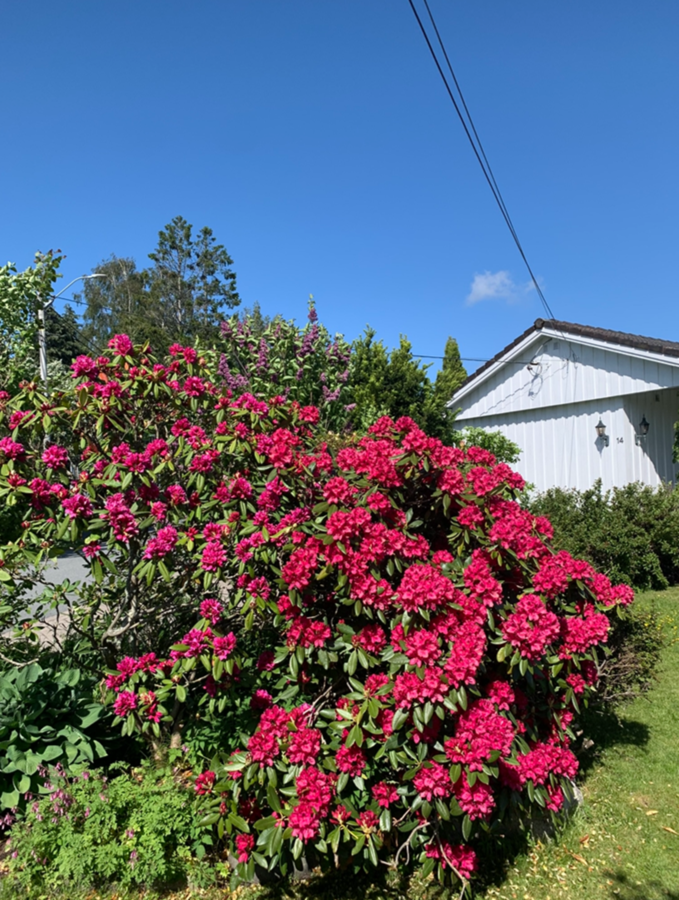 Sommerbilde fra selger Galleribilde