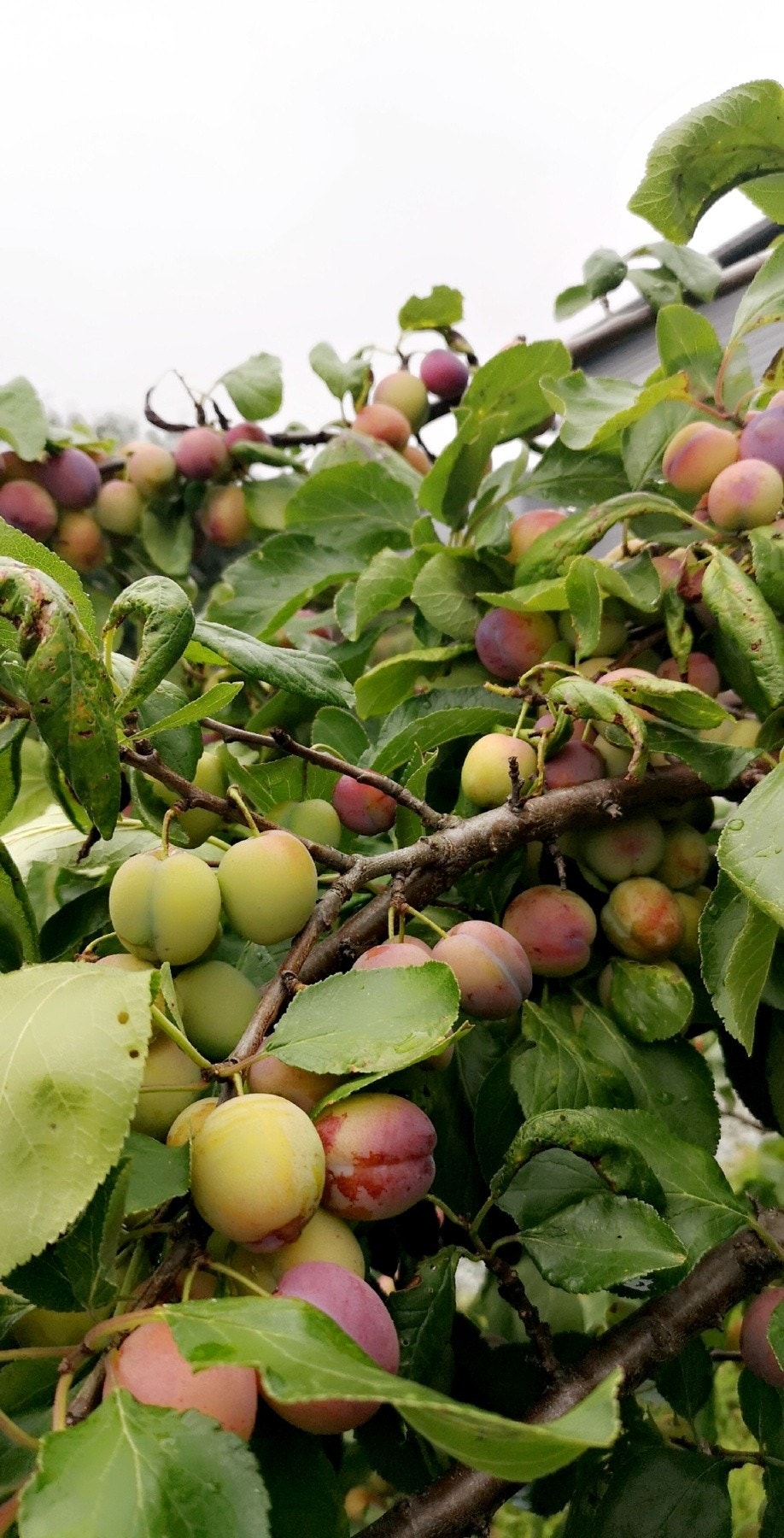 Privat bilde fra selger. Galleribilde