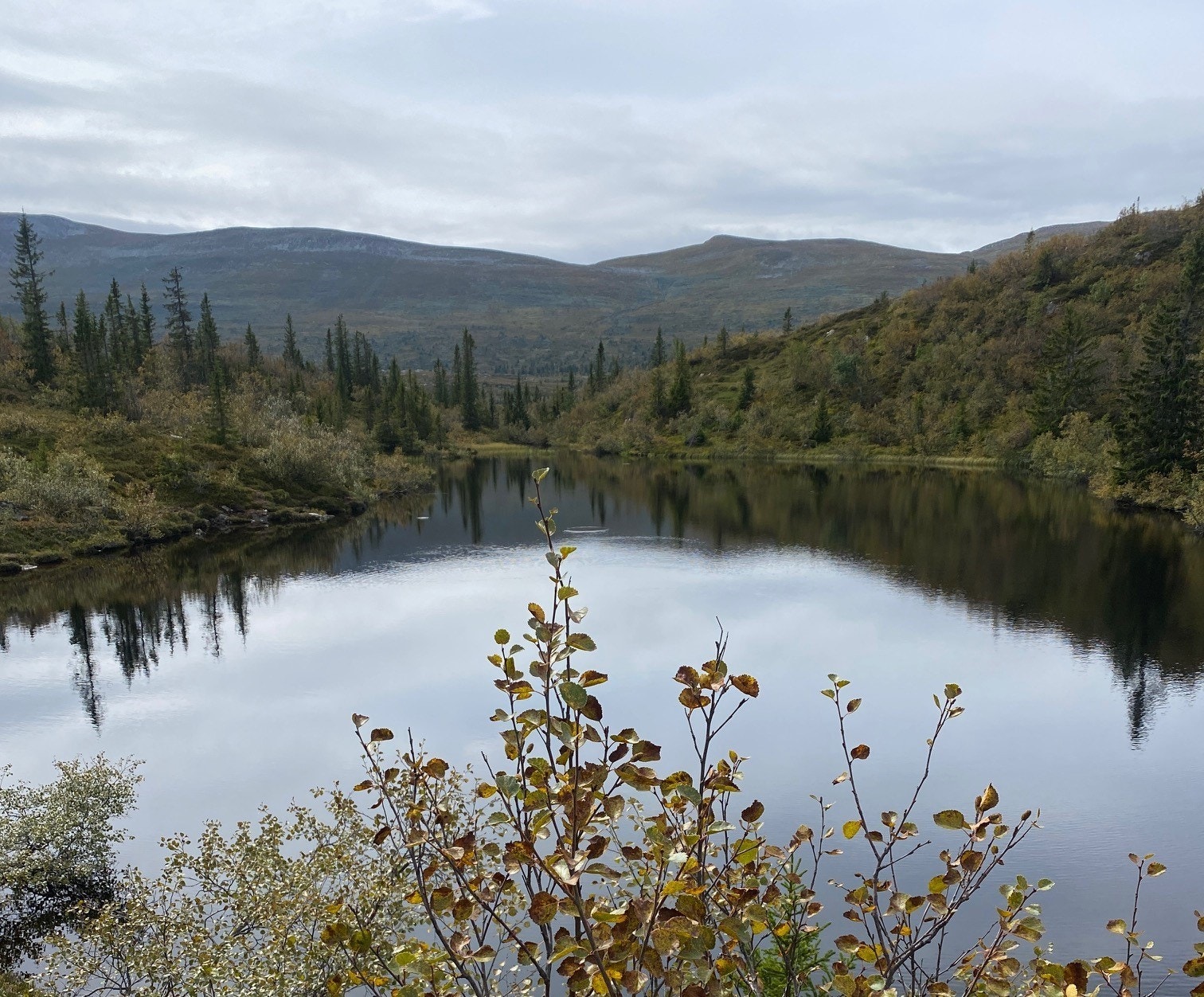 Eitjern Galleribilde