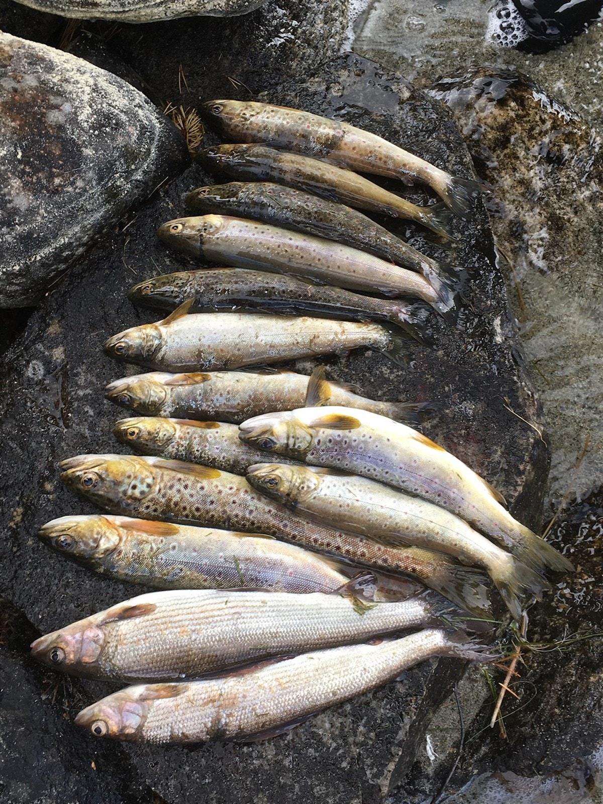 Naturskjønn beliggenhet med rikt fiskevann, perfekt for fisketurer og friluftsliv Galleribilde