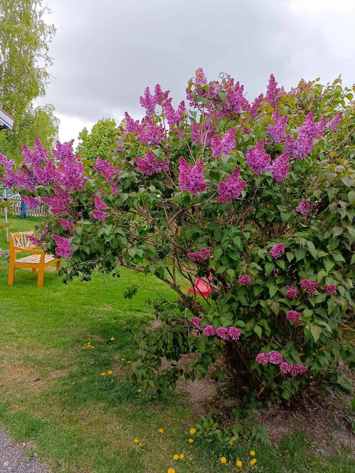 Selgers nydelige sommerbilder. Galleribilde