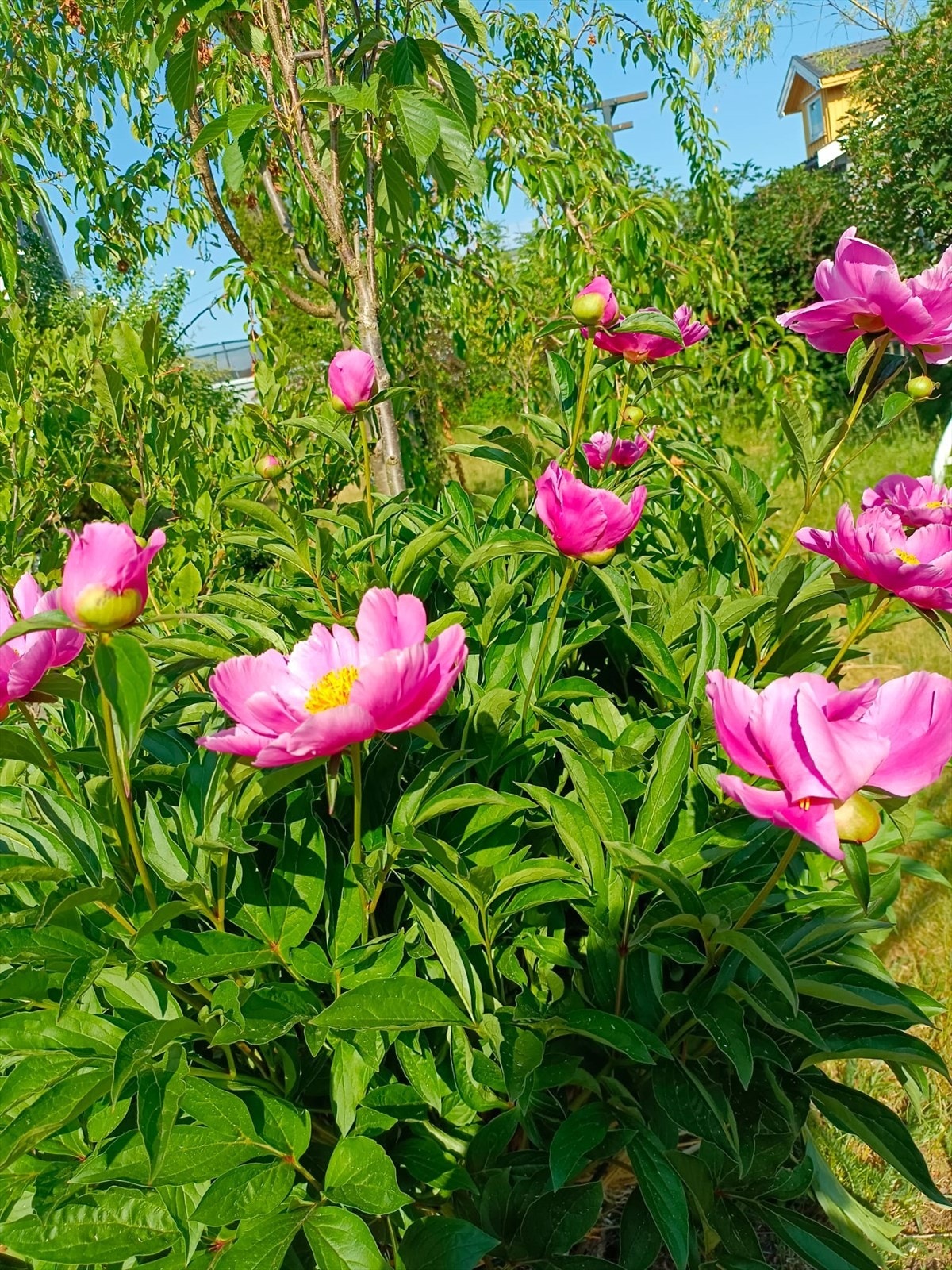Selgers nydelige sommerbilder. Galleribilde