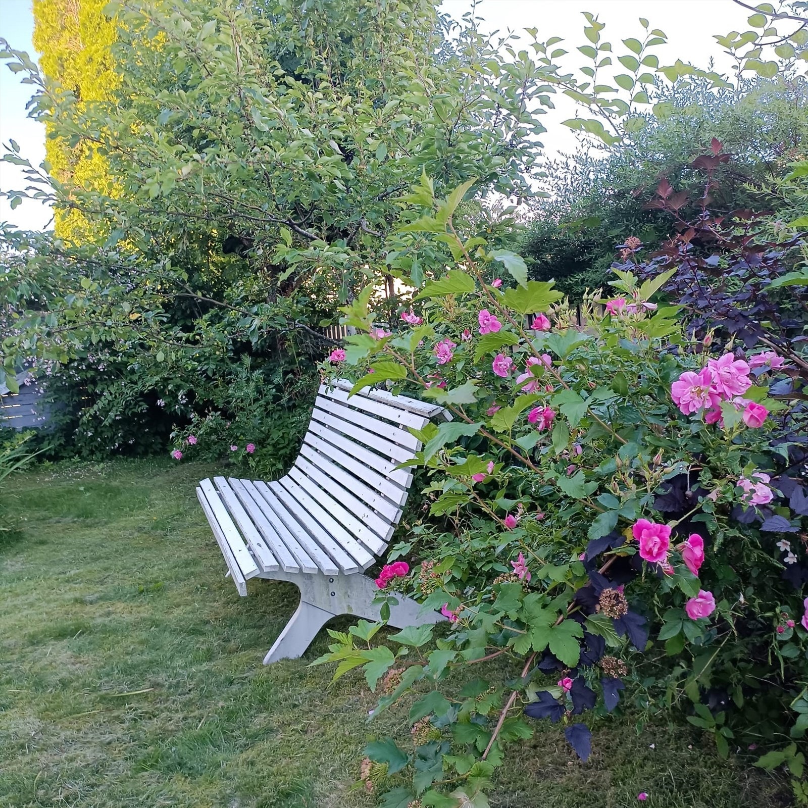 Selgers nydelige sommerbilder. Galleribilde