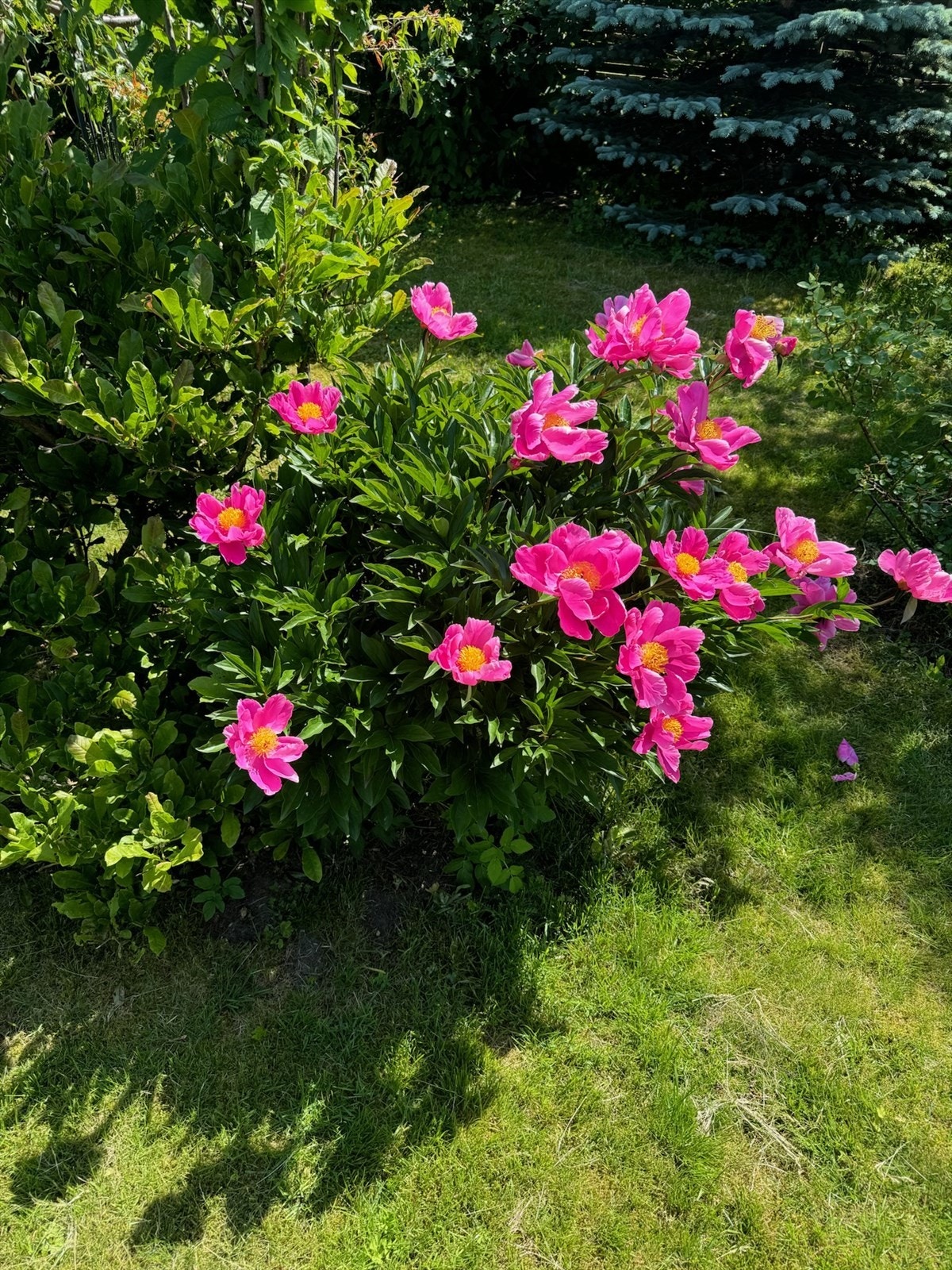 Selgers nydelige sommerbilder. Galleribilde