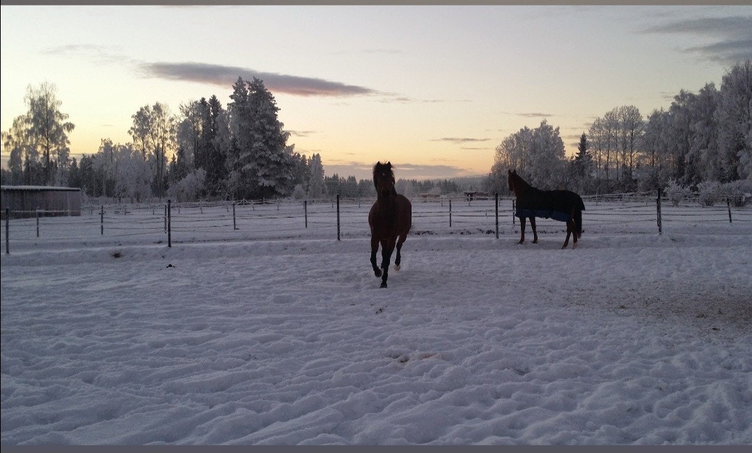 Lykkelige hester i flotte omgivelser. Galleribilde