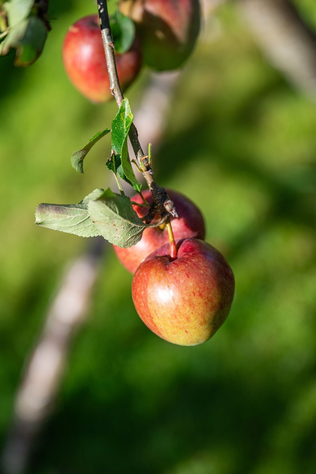 I hagen er det både epletre, plommetre, rips og solbærbusker. Galleribilde