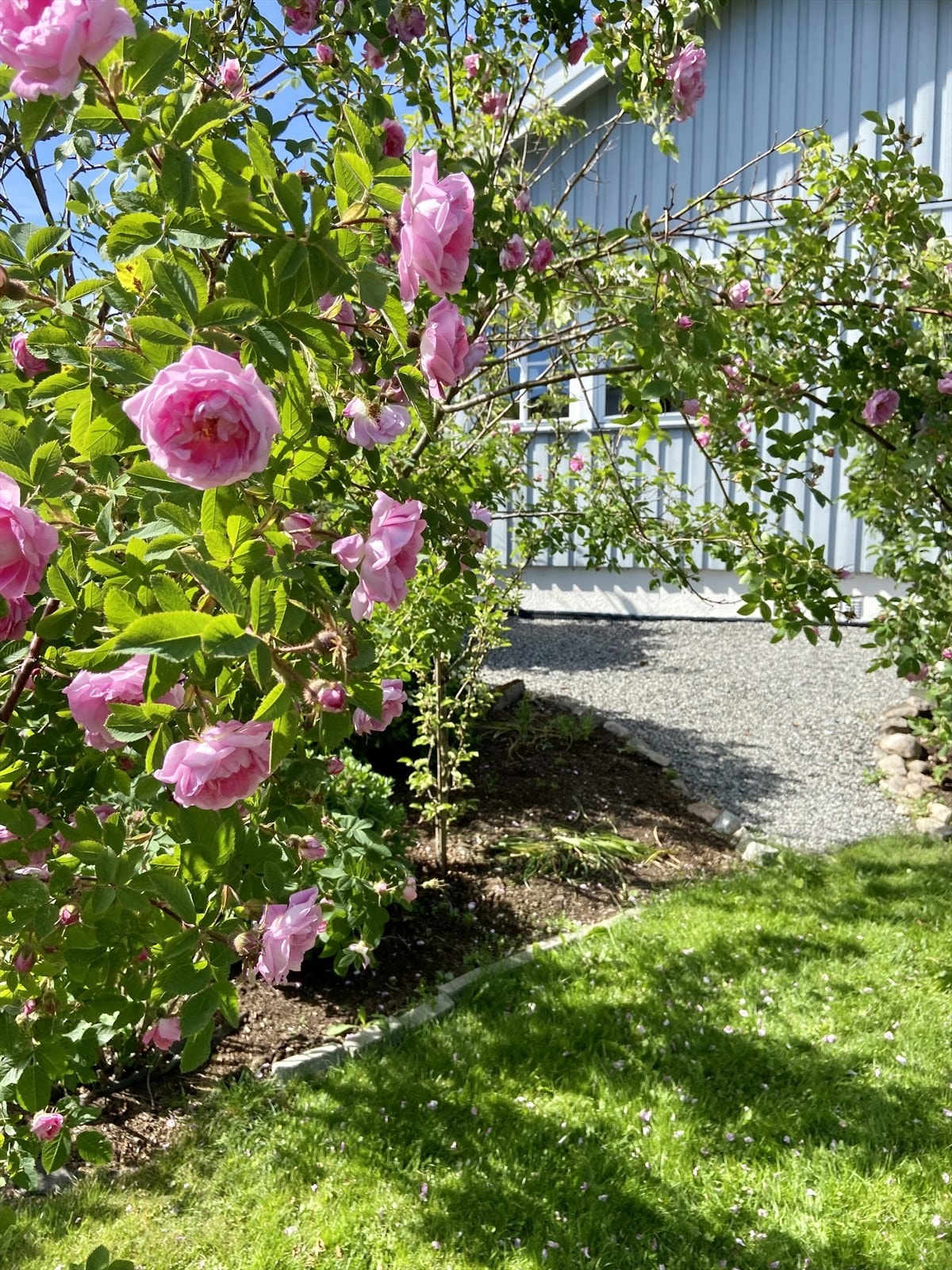 Hagen har i tillegg til fruktrær en rekke flotte beplantninger (Selgers private bilder) Galleribilde